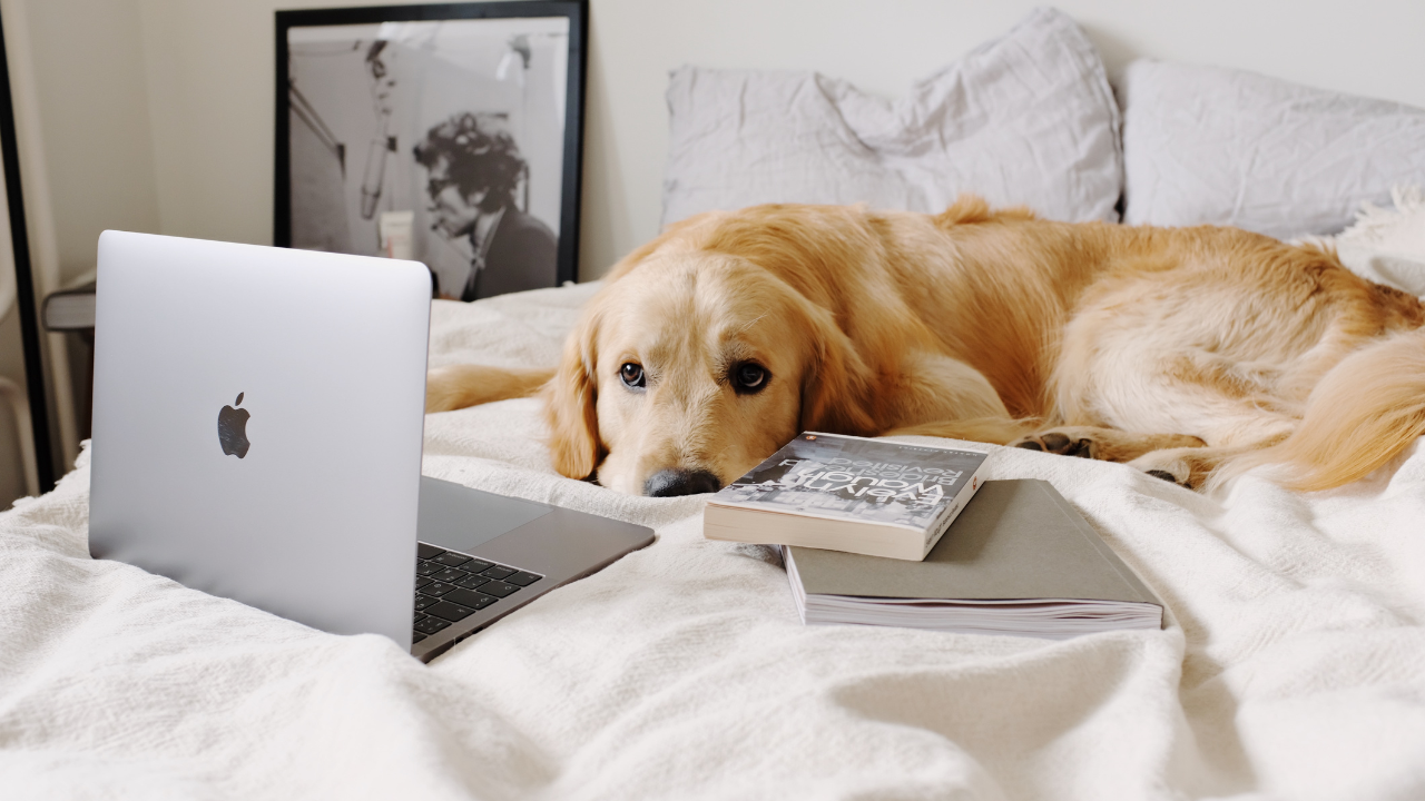 Pet Friendly rental apartments in Toronto
